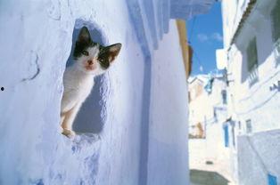 《猫步2：回归的猫》